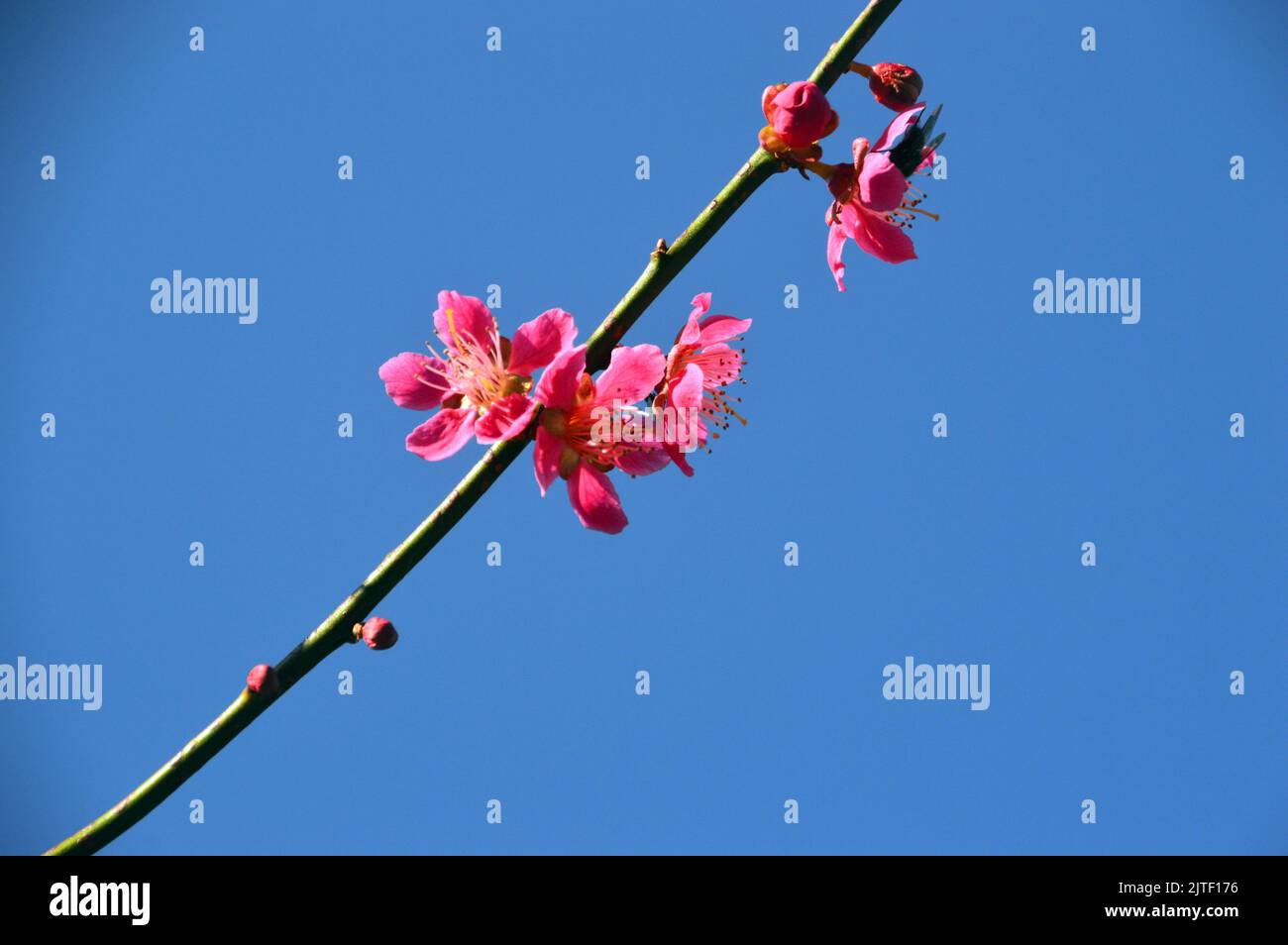 Pink Japanese Prunus Mume 'Beni-chidori' Flowers at Sizergh Castle and