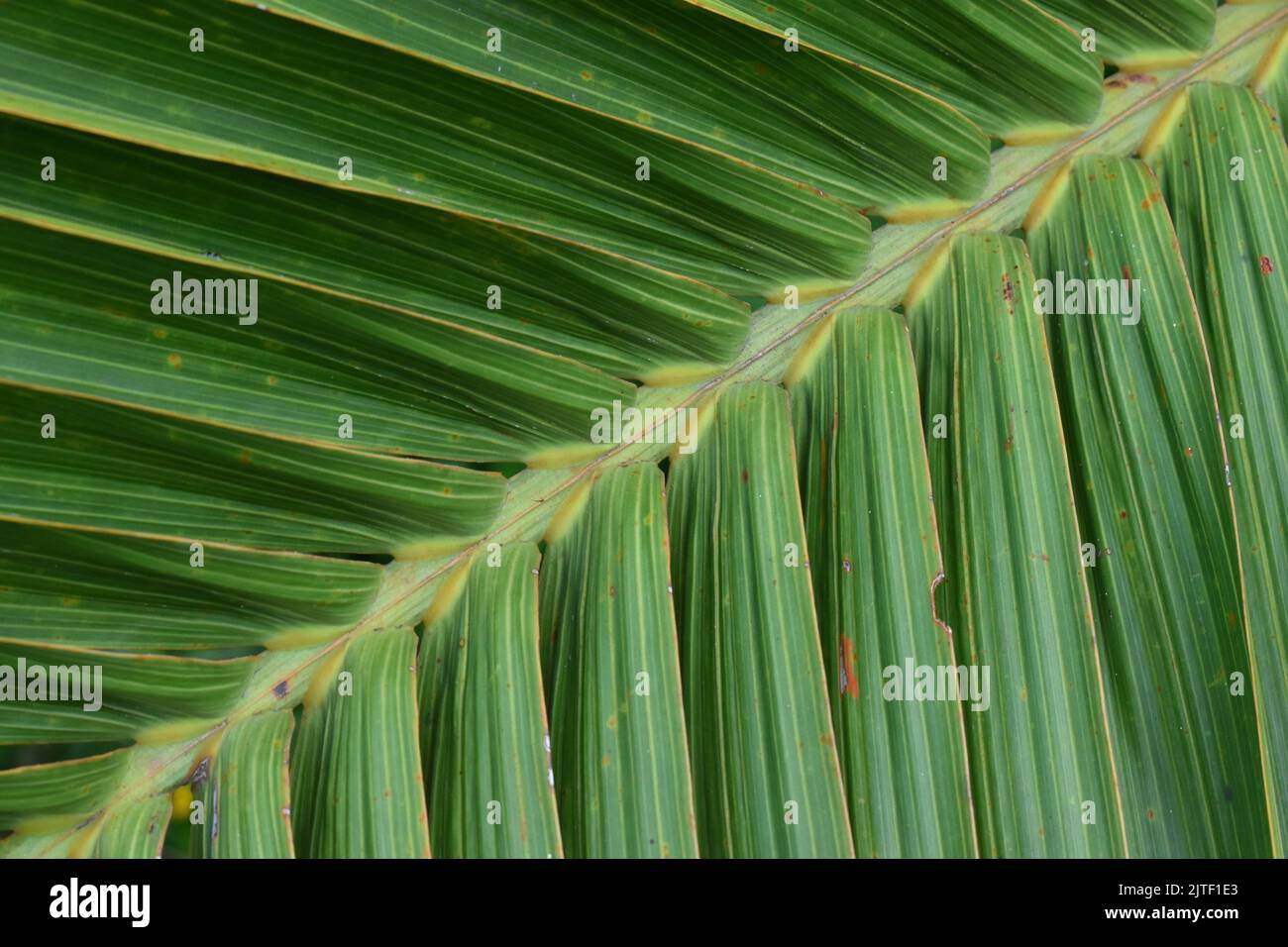 Close up photo of coconut leaf arrangement. Pattern in nature Stock