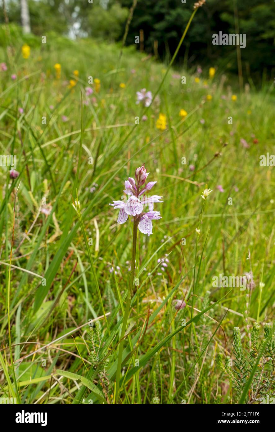 Close up of common spotted orchid orchids (Dactylorhiza fuchsii) flower flowers wildflowers growing in wetland bog area in summer England UK Britain Stock Photo