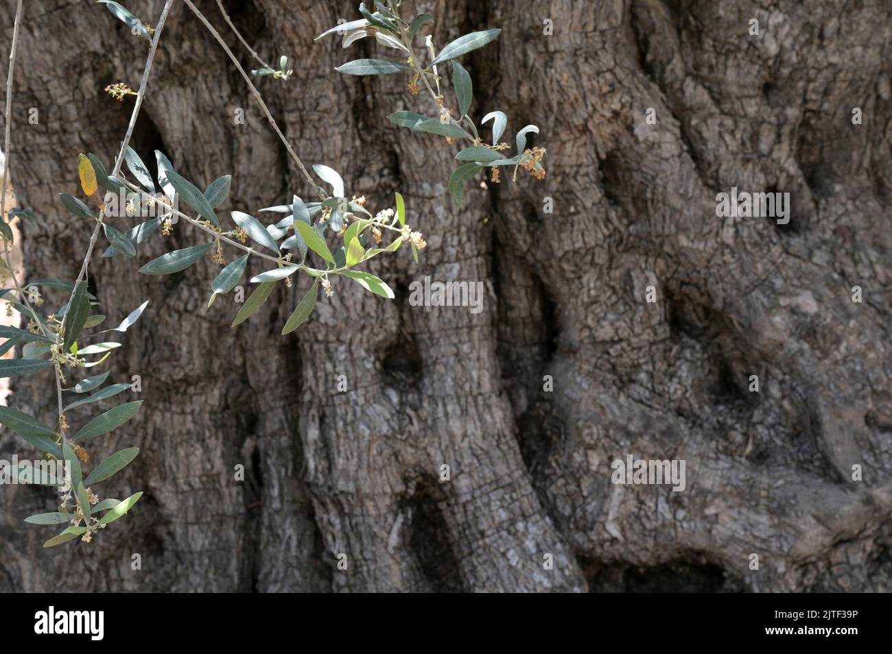 PALESTINE, Jenin, olive farming, 200 year old olive tree from Roman empire era / PALÄSTINA, Jenin, Oliven Anbau, 2000 Jahre alter Olivenbaum aus der römischen Zeit Stock Photo