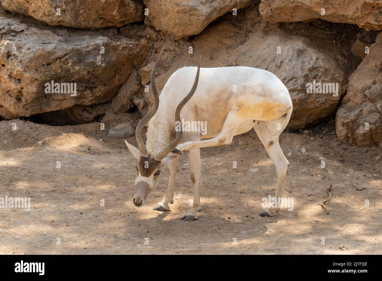 A female addax in the Jerusalem, Israel, zoo. scratching behind its ear. Stock Photo