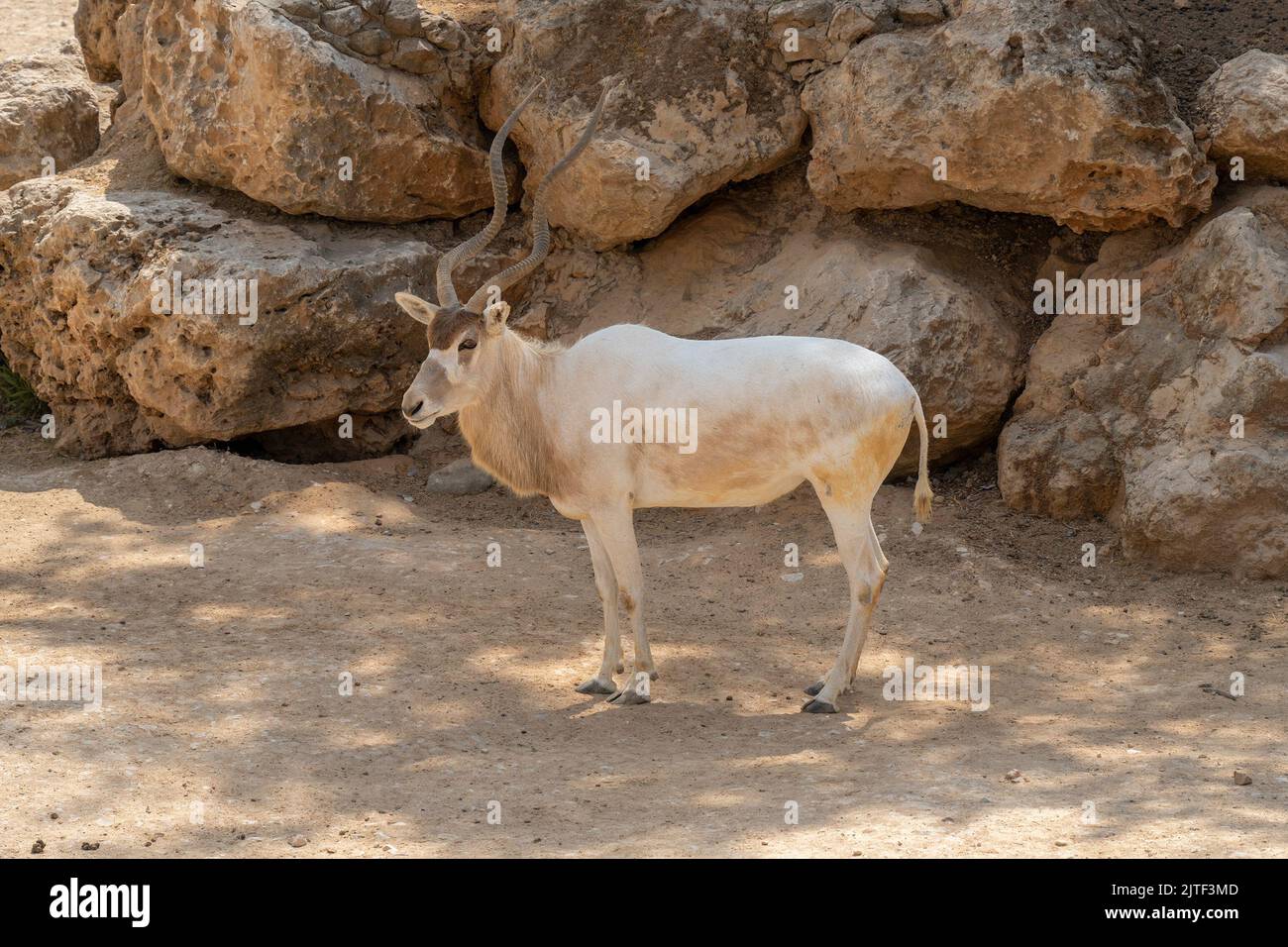 A female addax in the Jerusalem, Israel, zoo on a sunny day. Stock Photo