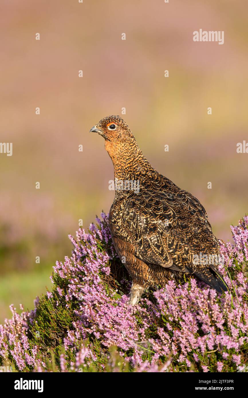 Close up portrait of a Red Grouse male in late summer when the purple heather is in full bloom.  Scienitfic name: Lagopus lagopus.  Facing left. Clean Stock Photo