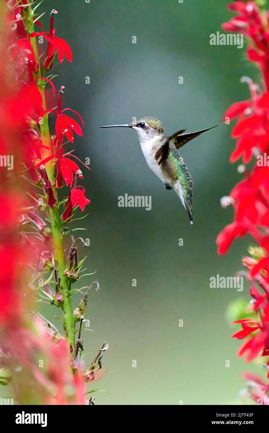 Ruby-throated Hummingbird (rchilochus colubris) feeding on a cardinal flower (Lobelia cardinalis). Stock Photo