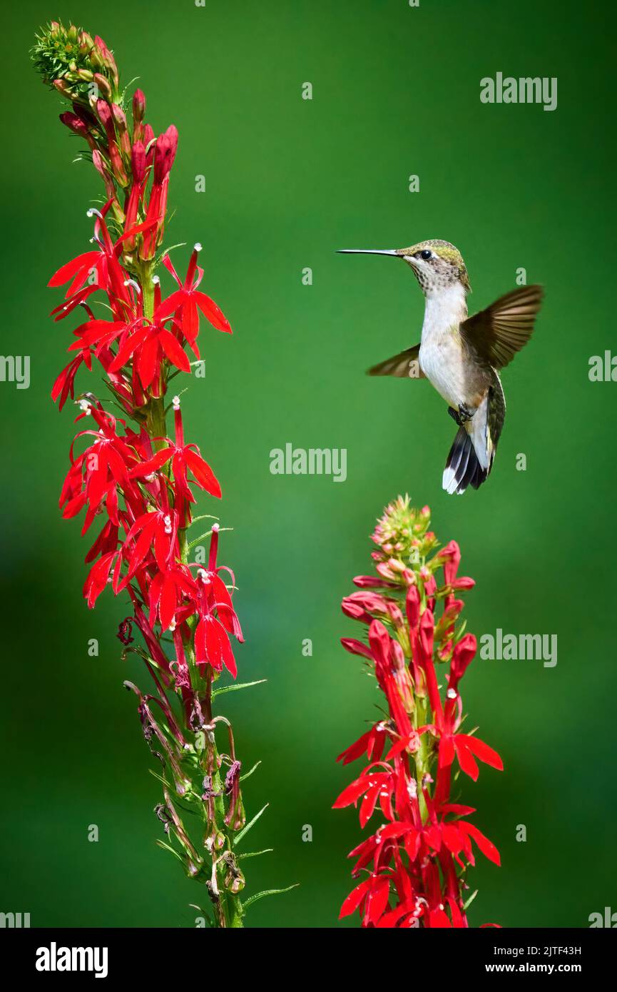 Ruby-throated Hummingbird (rchilochus colubris) feeding on a cardinal flower (Lobelia cardinalis). Stock Photo