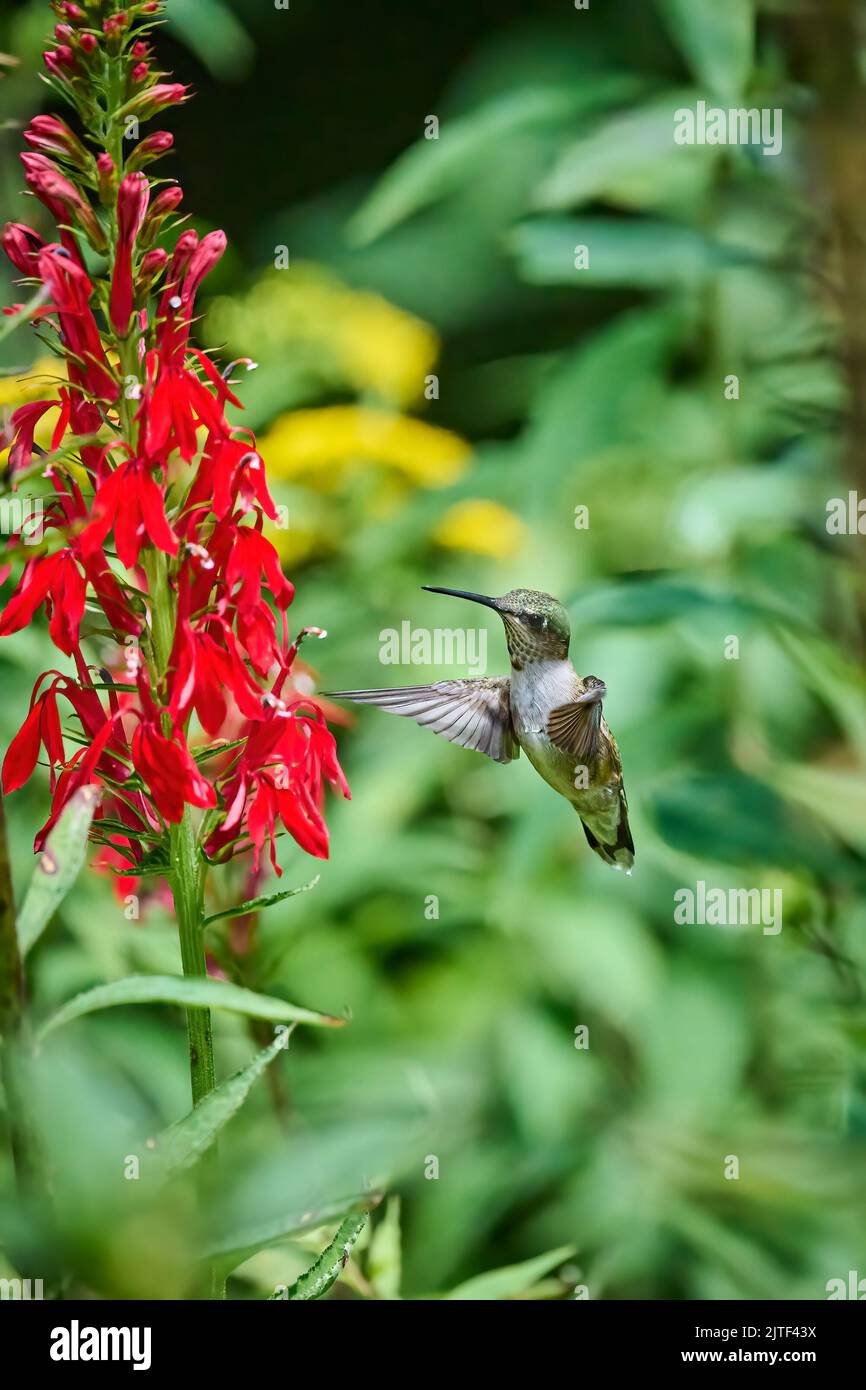 Juvenile male Ruby-throated Hummingbird (rchilochus colubris) feeding on a cardinal flower (Lobelia cardinalis). Stock Photo