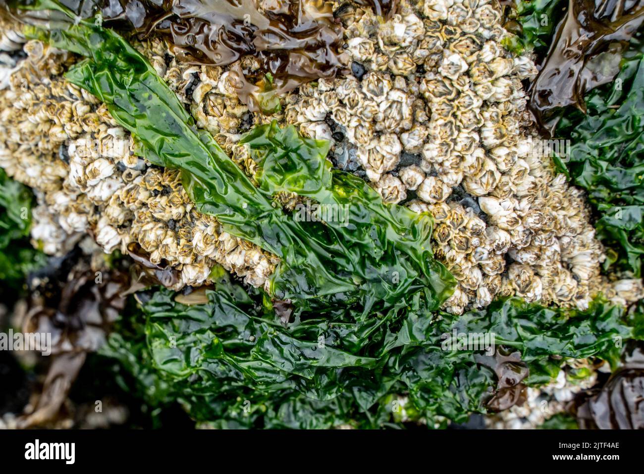 coastal sea growth will close-up details of barnacles lichen Stock Photo