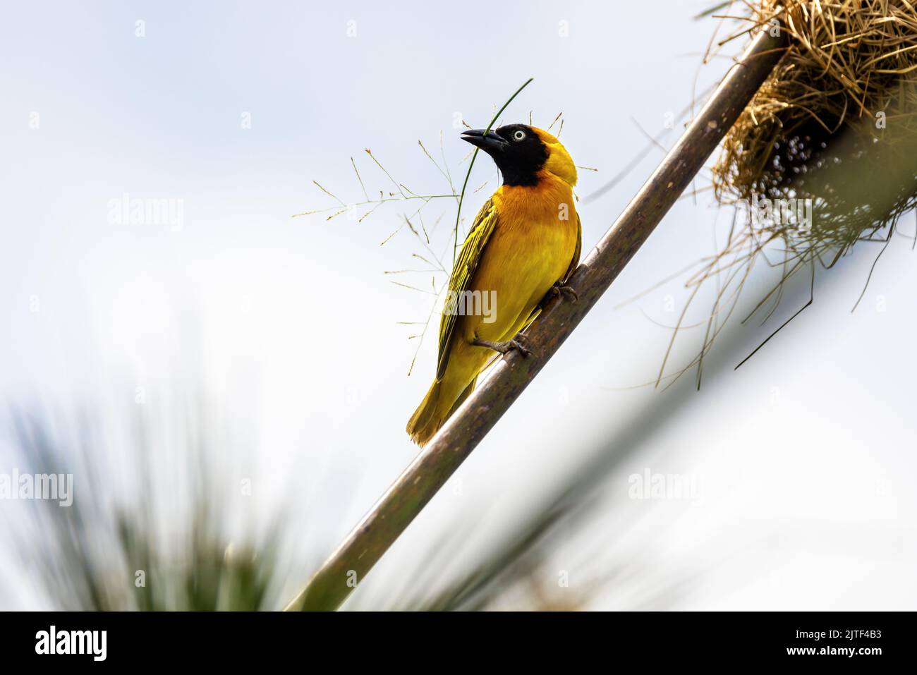 Adult male lesser masked weaver bird, building a nest with papyrus grass. Queen Elizabeth National Park, Uganda.  This is a breeding male, as indicate Stock Photo