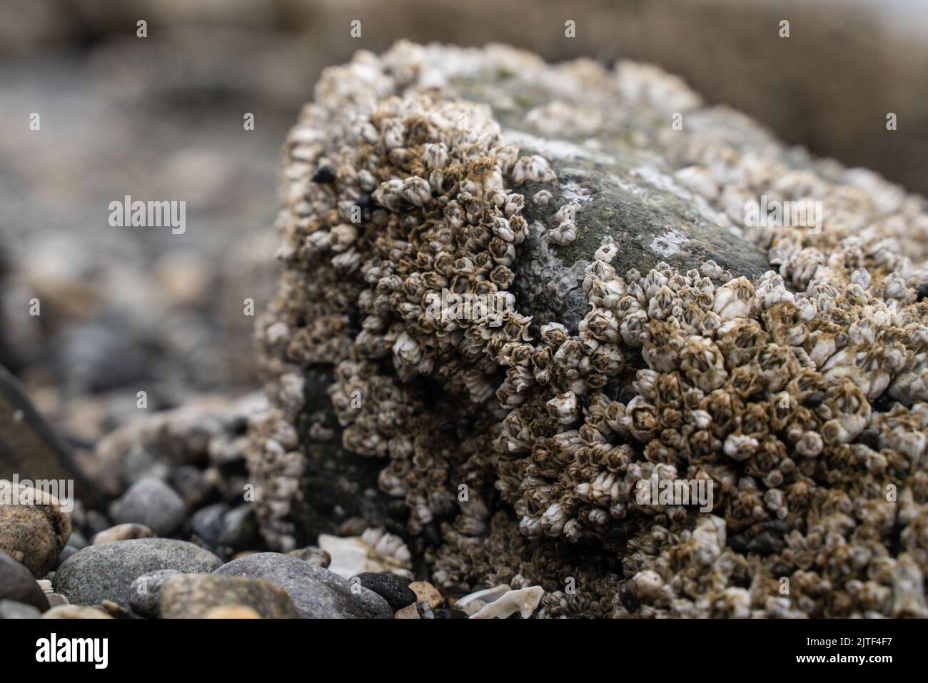 coastal sea growth will close-up details of barnacles lichen Stock Photo