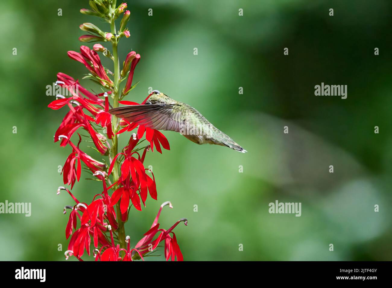 Ruby-throated Hummingbird (rchilochus colubris) in flight feeding on a cardinal flower (Lobelia cardinalis). Stock Photo