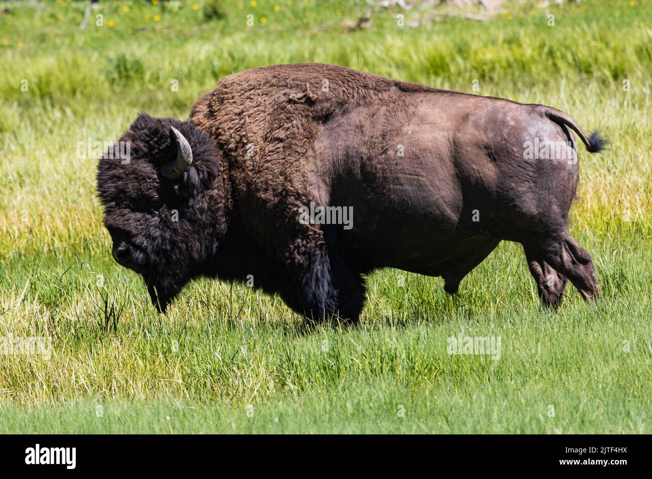 Male American bison walking through green grass, Yellowstone National Park, Wyoming, USA Stock Photo