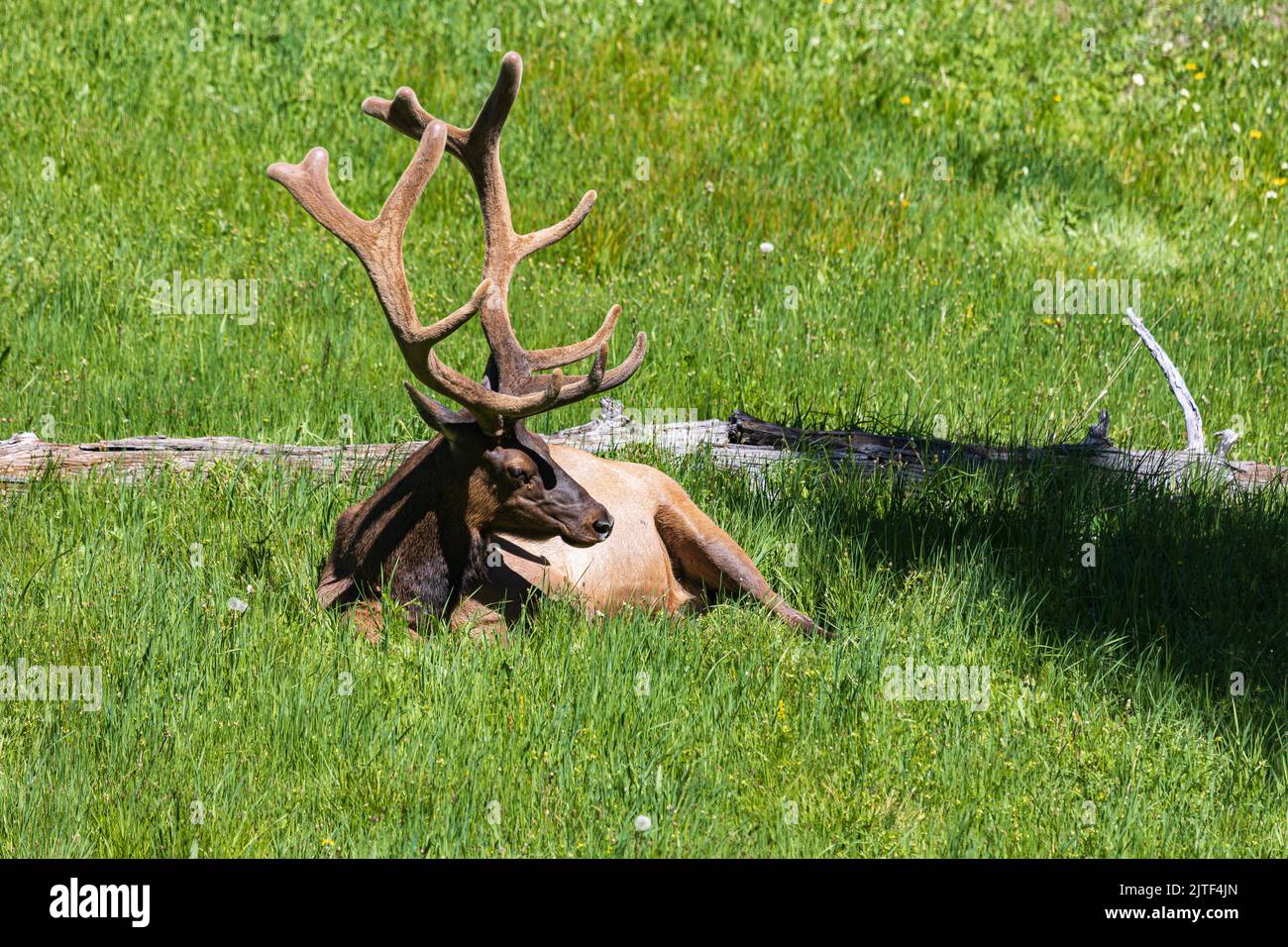Male Elk or Wapiti Cervus canadensis resting in the grass, Yellowstone National Park, Wyoming, USA Stock Photo