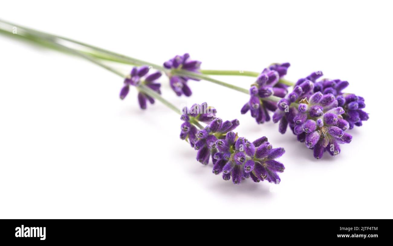 Lavender flowers  isolated on white background Stock Photo
