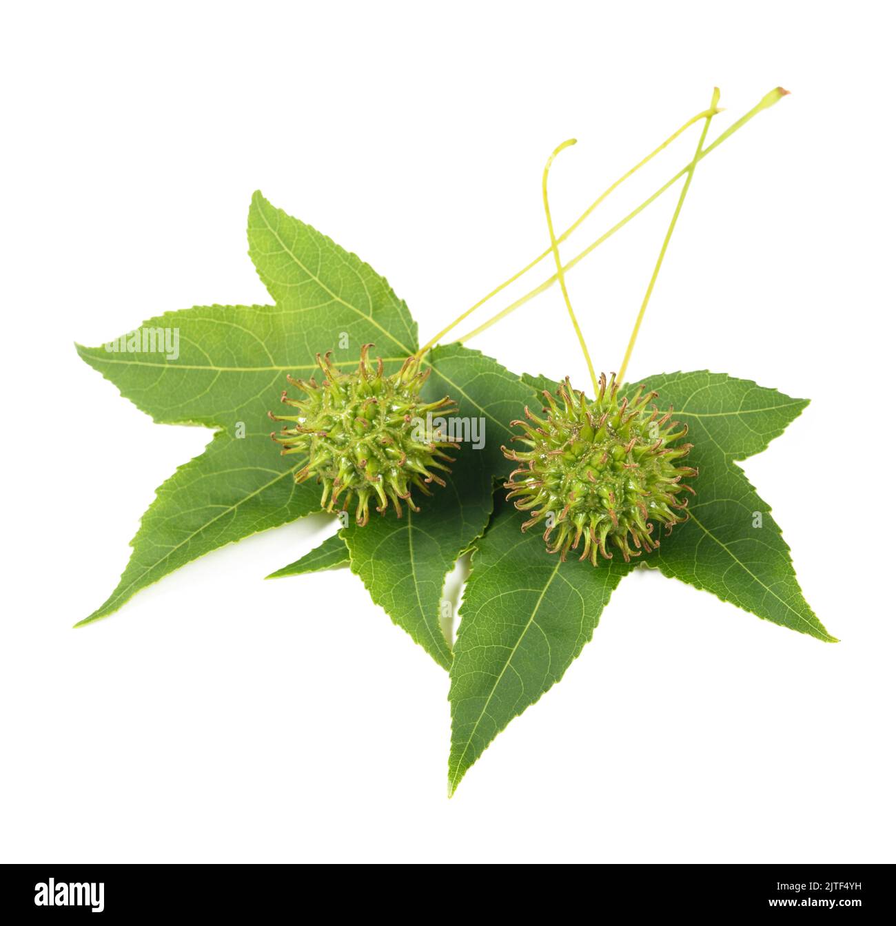 American sweetgum leaves with fruits isolated on white Stock Photo