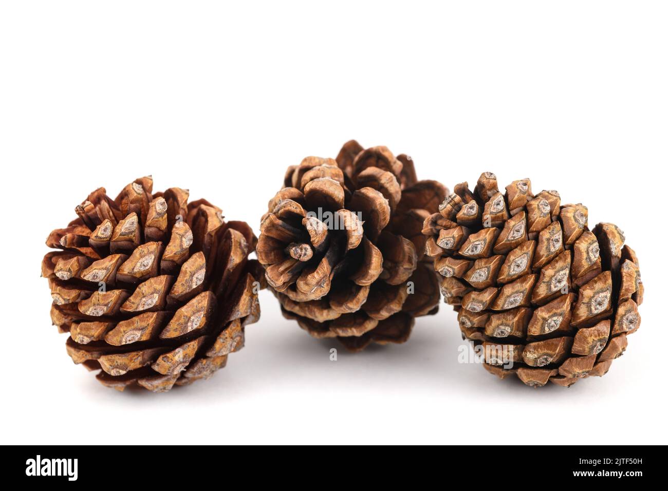 Dried pinecones isolated on white background Stock Photo