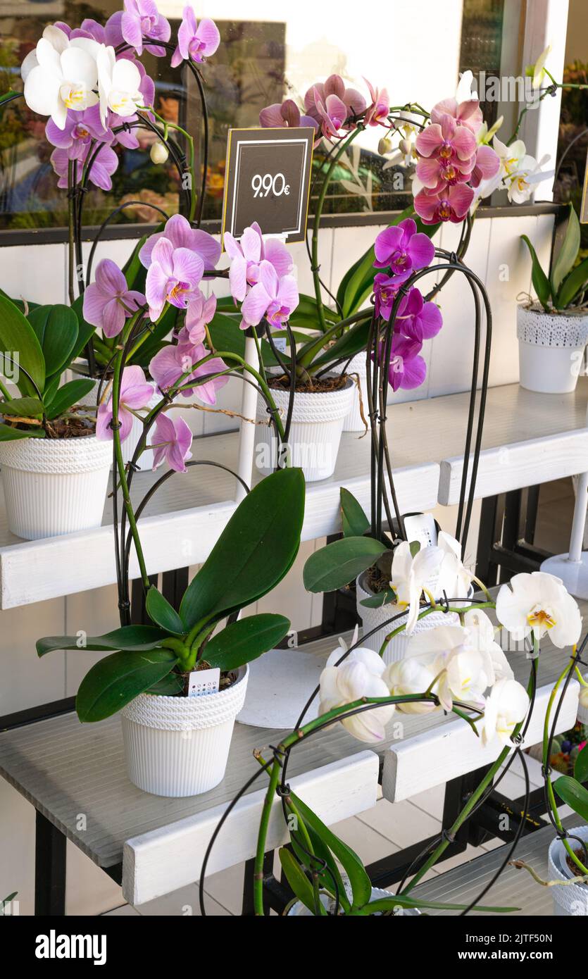 Pots wiht orchids stand in a farmer's market Stock Photo