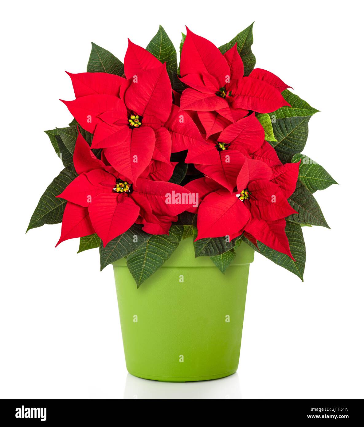 Red poinsettia plant in a green vase isolated on white Stock Photo