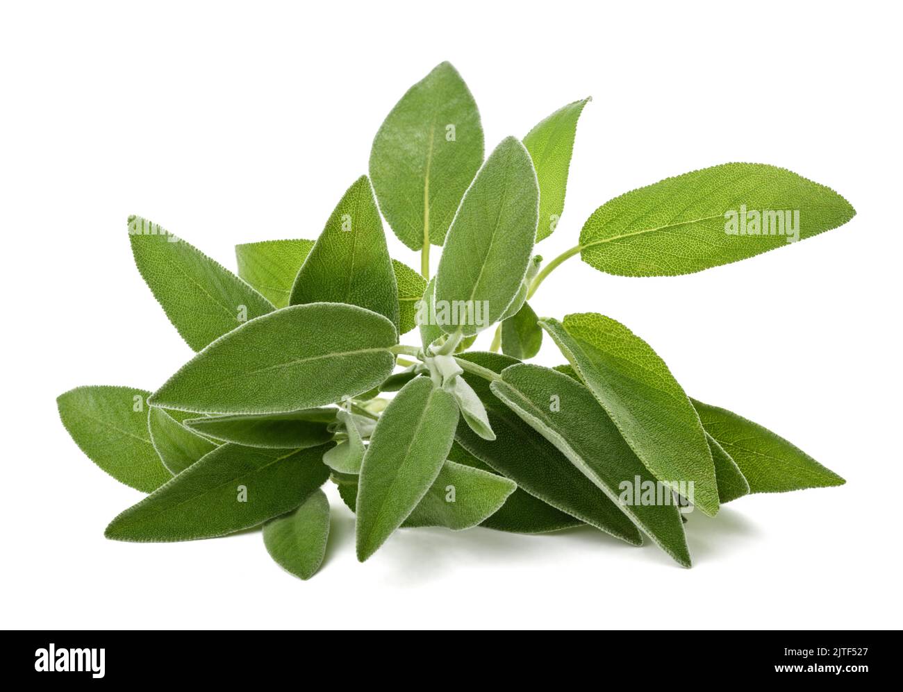 Fresh  sage  isolated on white background Stock Photo