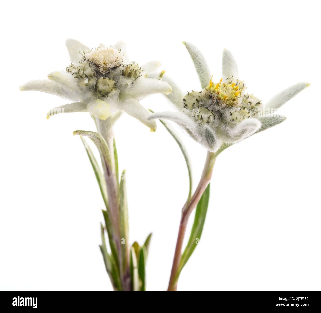Edelweiss folwers isolated on white background Stock Photo
