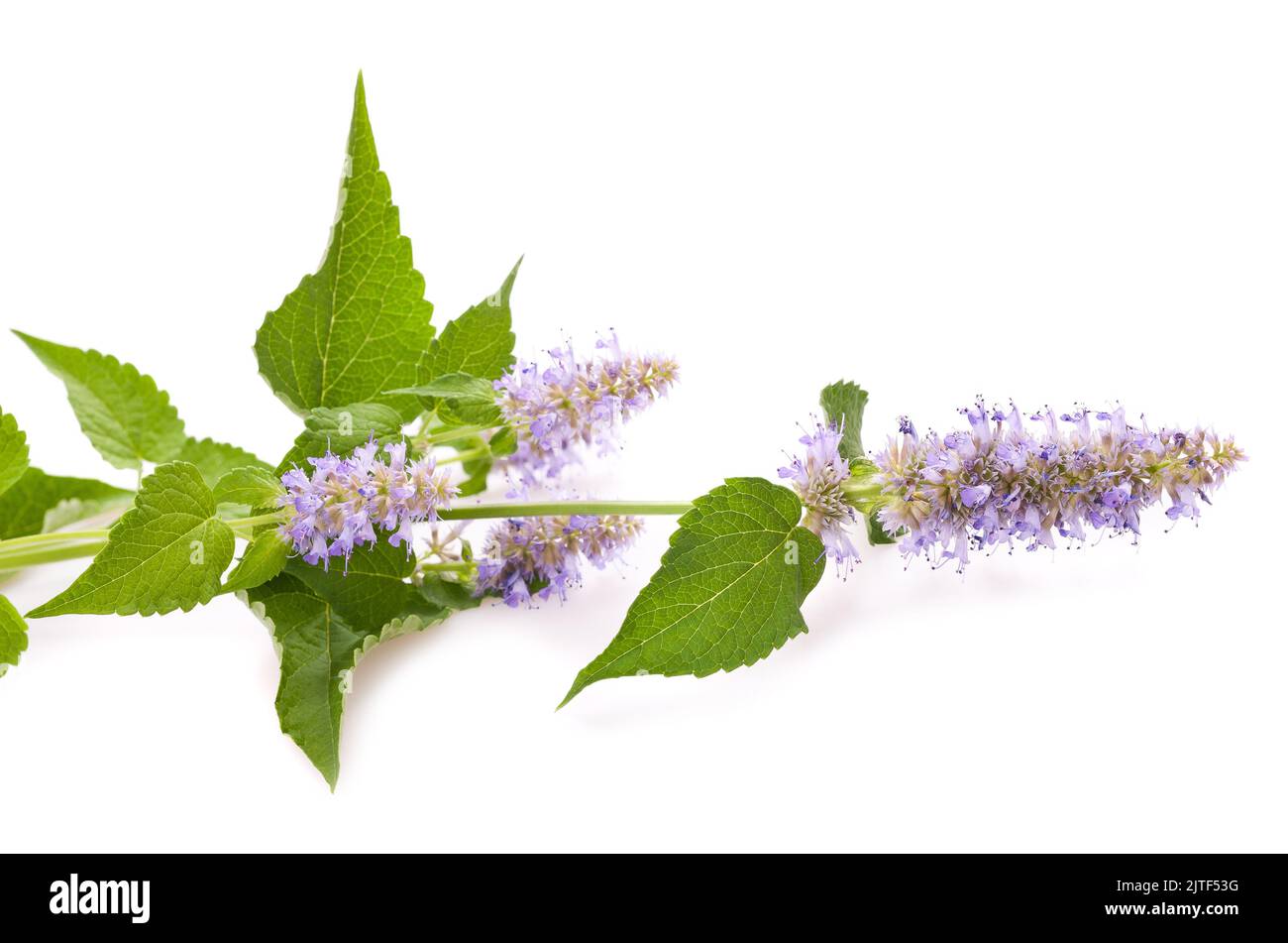 Blue giant hyssop flowers isolated on white Stock Photo