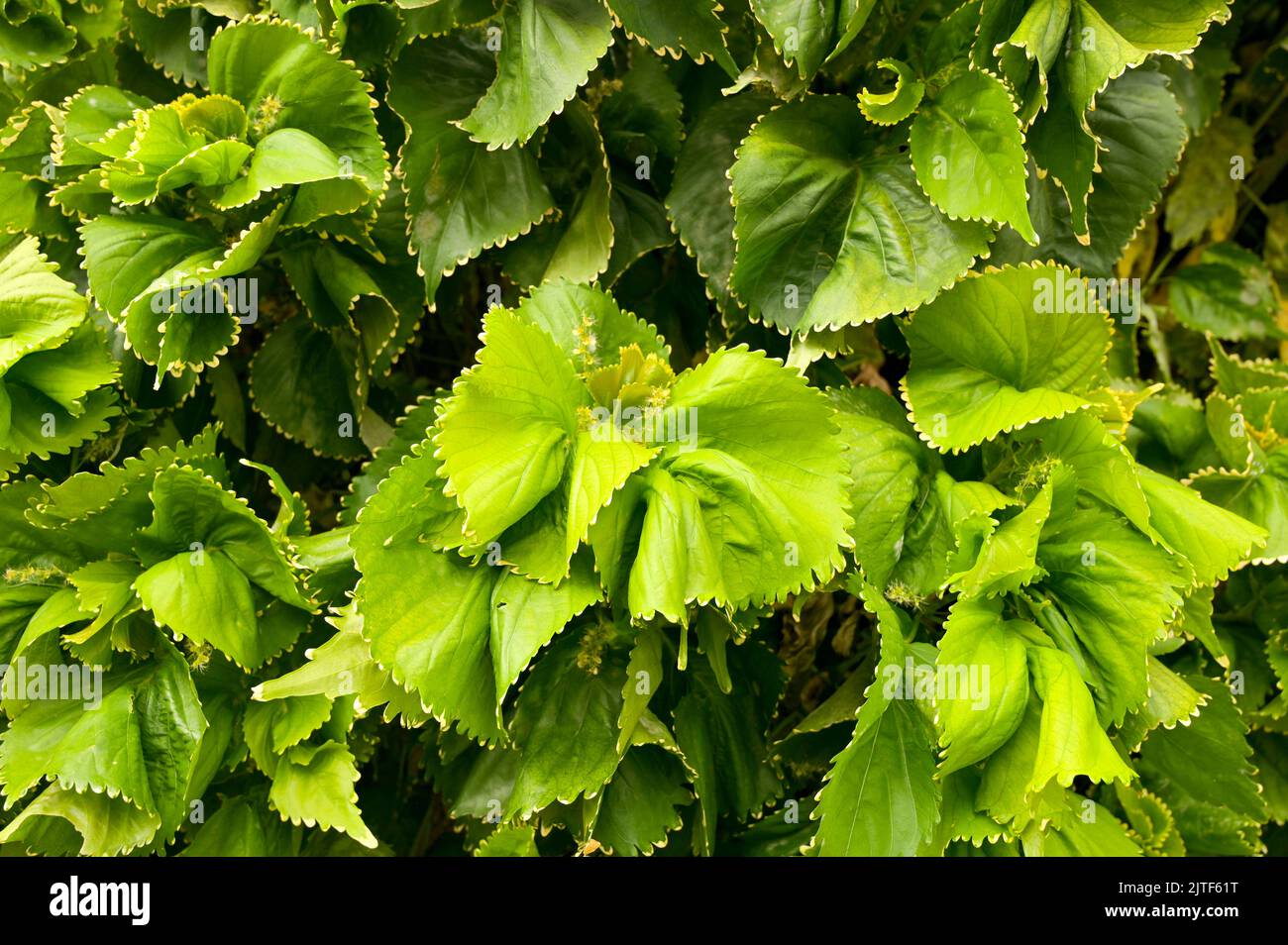 Horizontal Close-up view of Acalypha wilkesiana plant with vibrant green leaves. Horizontal High-quality photo Stock Photo