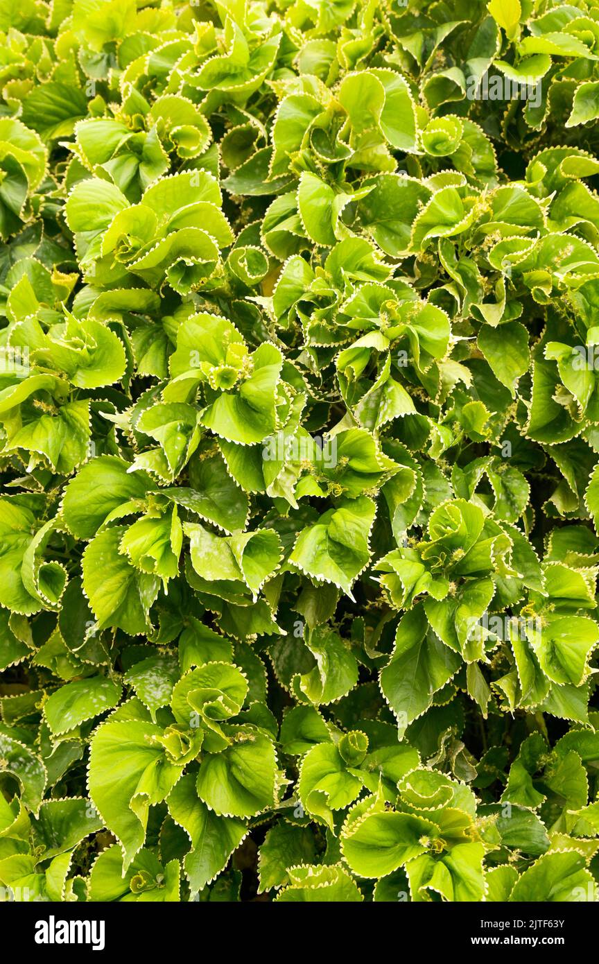 Vertical Close-up view of Acalypha wilkesiana plant with vibrant green leaves. Vertical High-quality photo Stock Photo