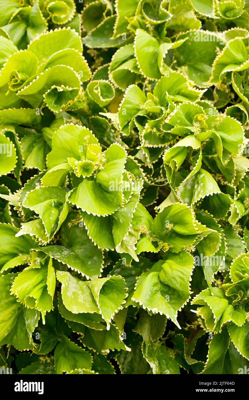 Vertical Close-up view of Acalypha wilkesiana plant with vibrant green leaves. Vertical High-quality photo Stock Photo