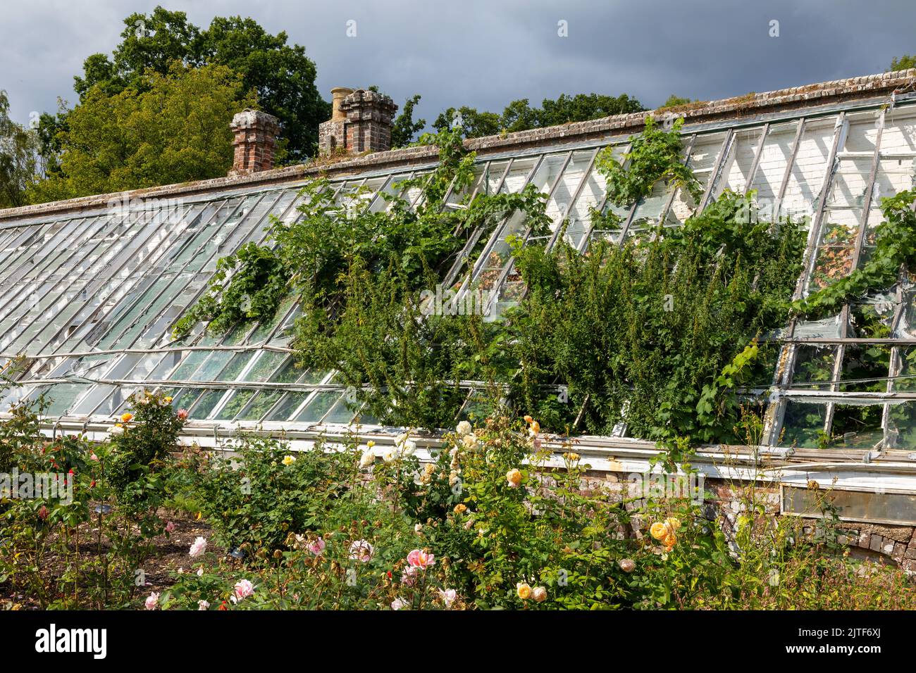 Am overgrown greenhouse in the walled garden at Scotney Castle and gardens, Kent. Managed by the National Trust Stock Photo