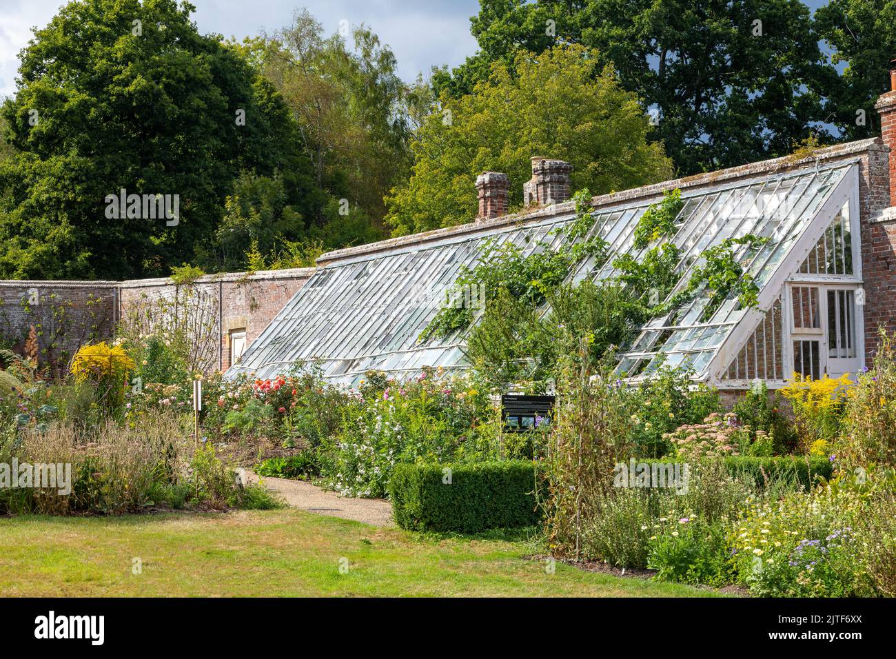 Am overgrown greenhouse in the walled garden at Scotney Castle and gardens, Kent. Managed by the National Trust Stock Photo