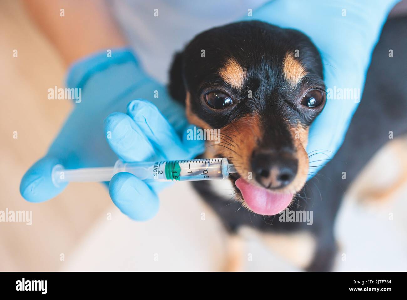Giving dog medicine syringe 2025