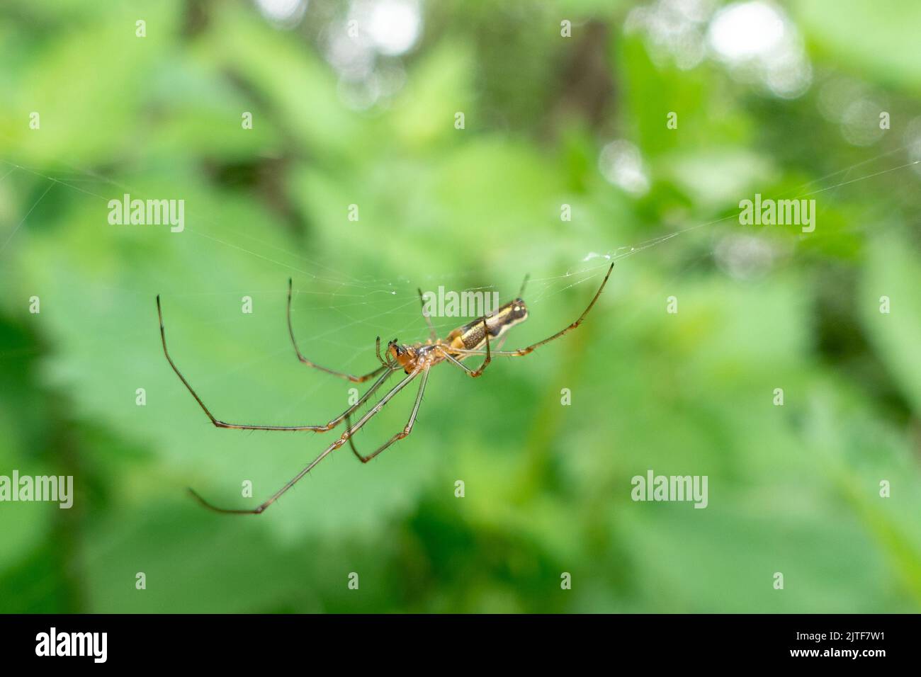 Common Stretch spider, Tetragnatha extensa, hanging underneath its web