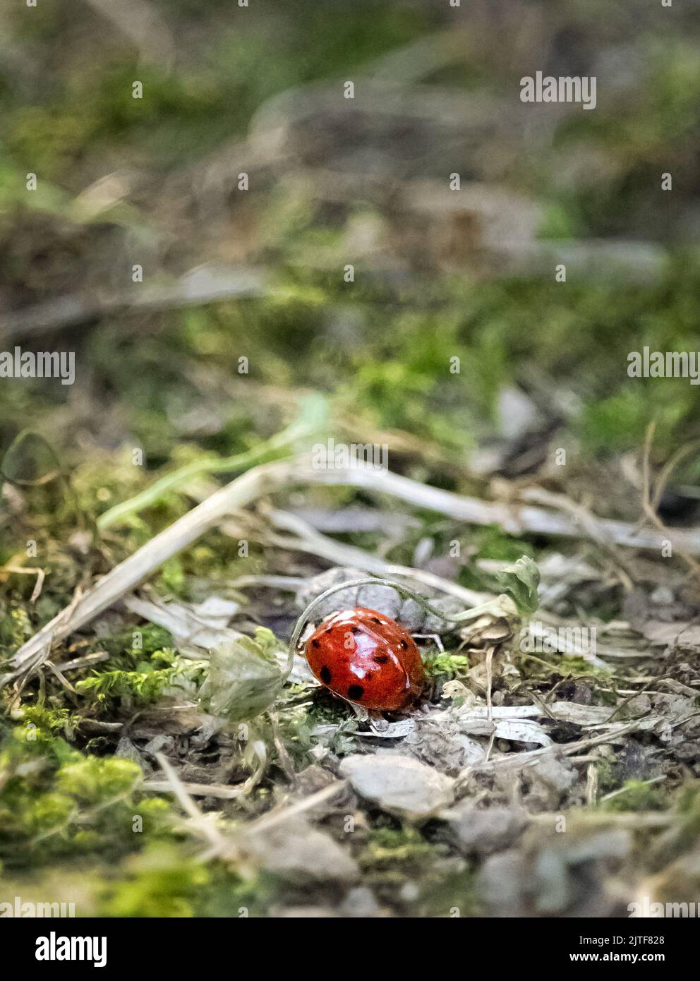 Ladybug or Ladybird beetle, Coccinellidae, on a forest floor that is dotted with moss, rocks, and twigs in summer or fall, Lancaster, Pennsylvania Stock Photo