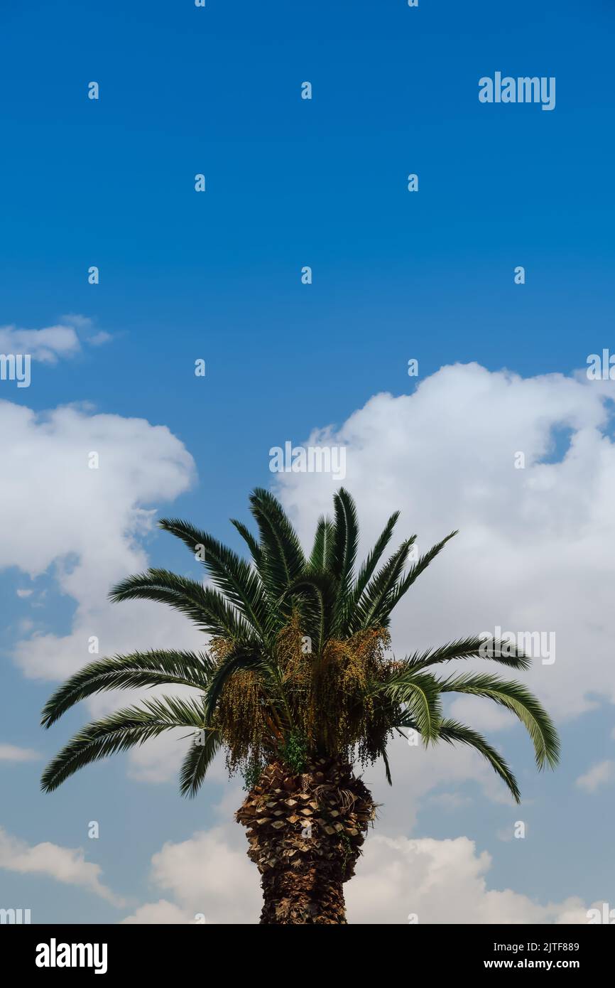 Day sunny view of palm tropical tree with large green leaves against ...