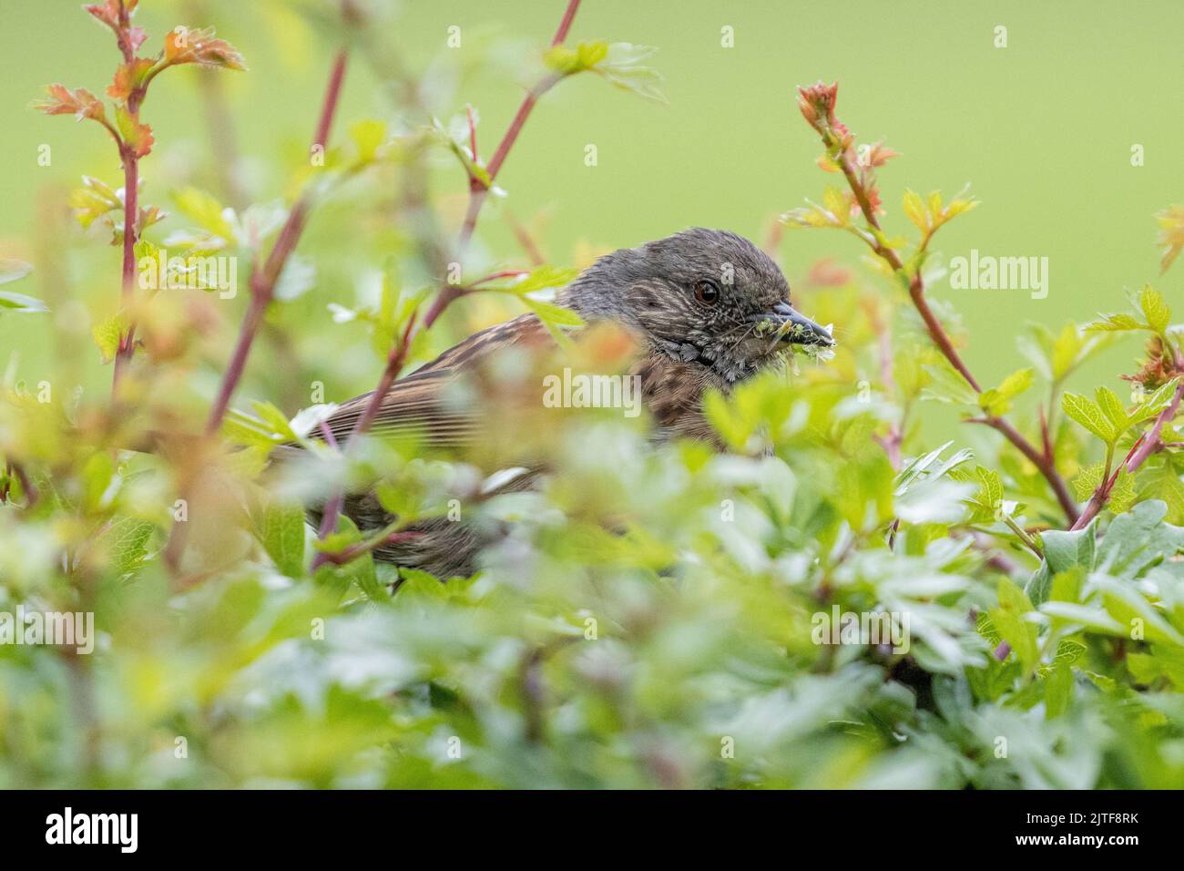 Dunnock (Prunella modularis) with greenfly insects in its beak in a hedgerow ready to give young food, UK wildlife Stock Photo