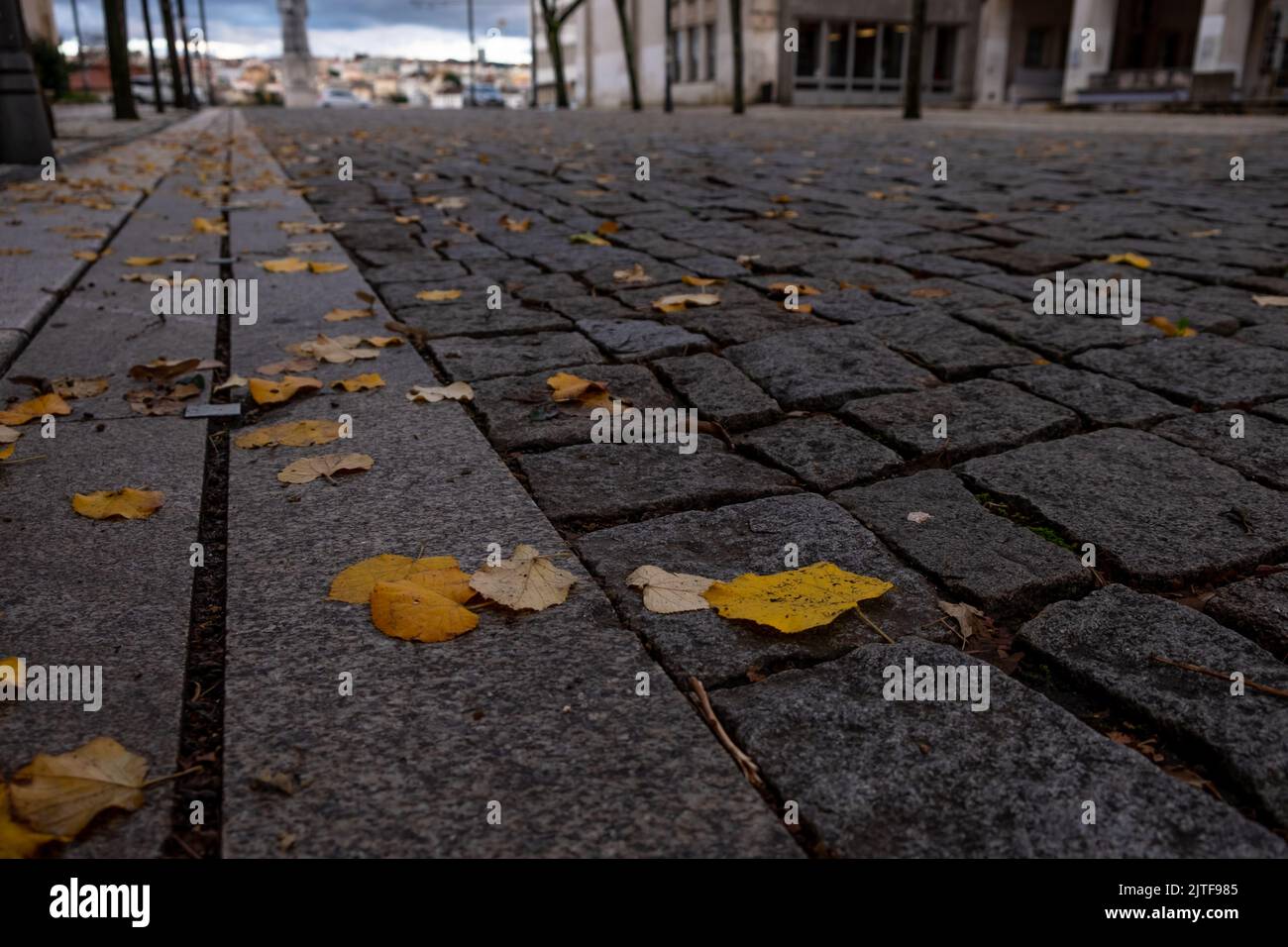 Yellow leaves on the sidewalk paved with stone tiles in autumn season. Stock Photo