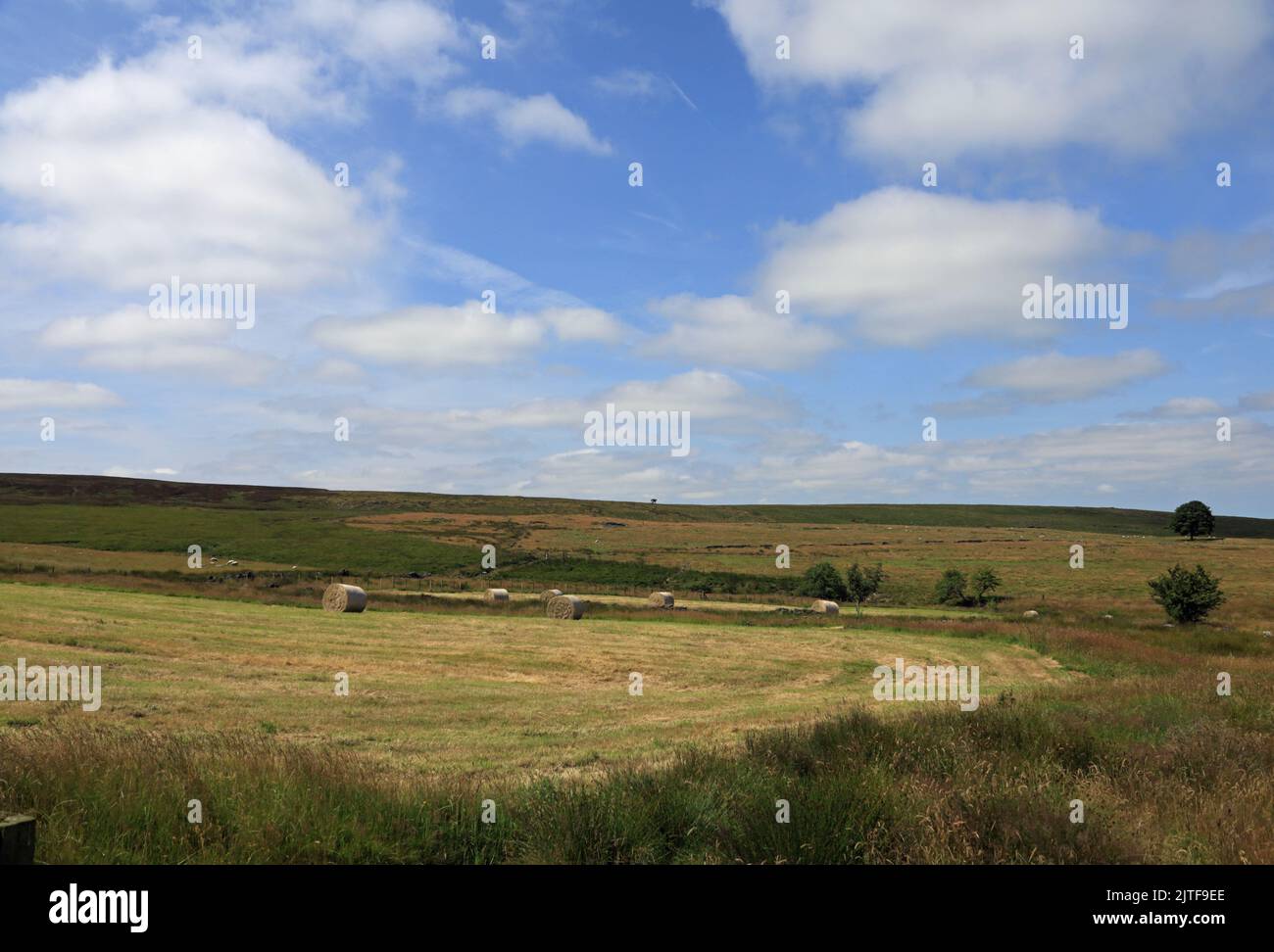 Hay bales in a field by Roddlesworth Moor on the edge of Witnell Moor near Brinscall Lancashire England Stock Photo