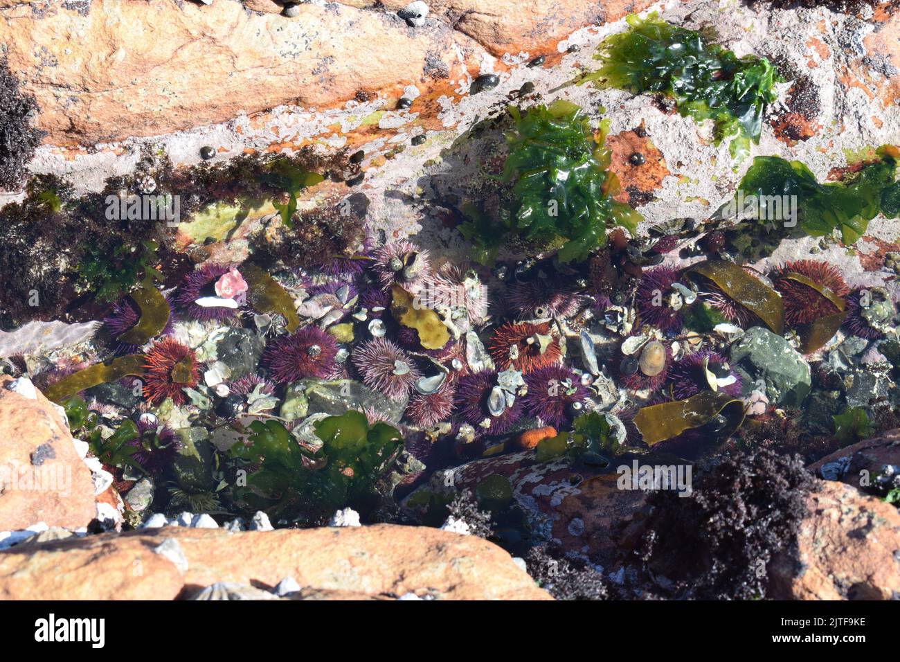 A view of the marine life at a tidal pool, showing the colorful creatures and plants without distortion from the water. Stock Photo
