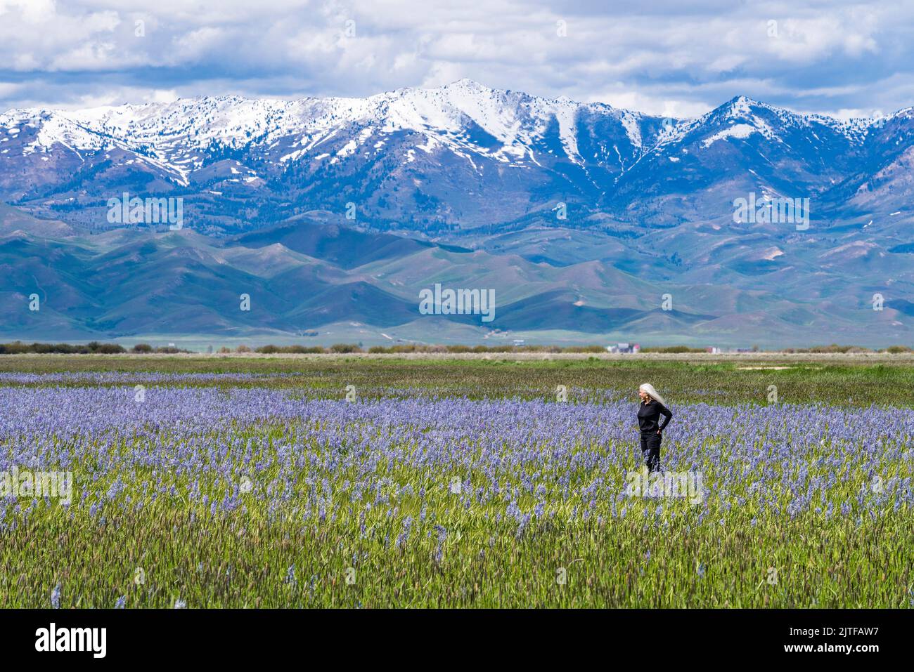 United States, Idaho, Fairfield, Senior woman standing in field of camas lilies with Soldier Mountain in background Stock Photo