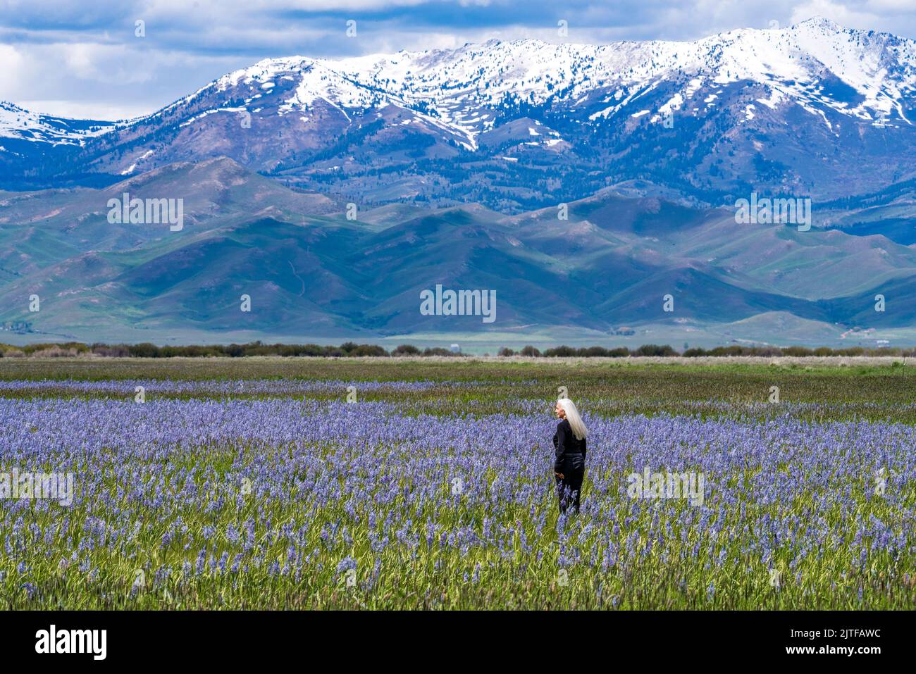 United States, Idaho, Fairfield, Senior woman standing in field of camas lilies Soldier Mountain in background Stock Photo