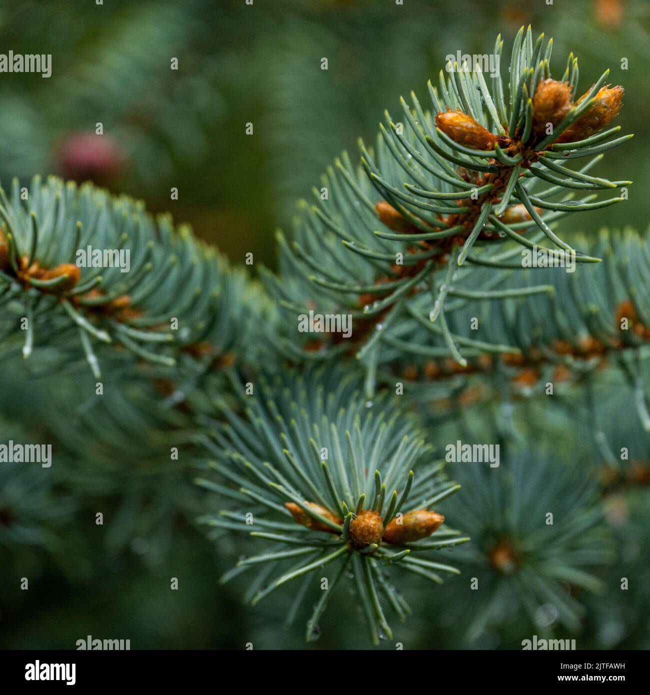 Close up spruce plant hi-res stock photography and images - Alamy