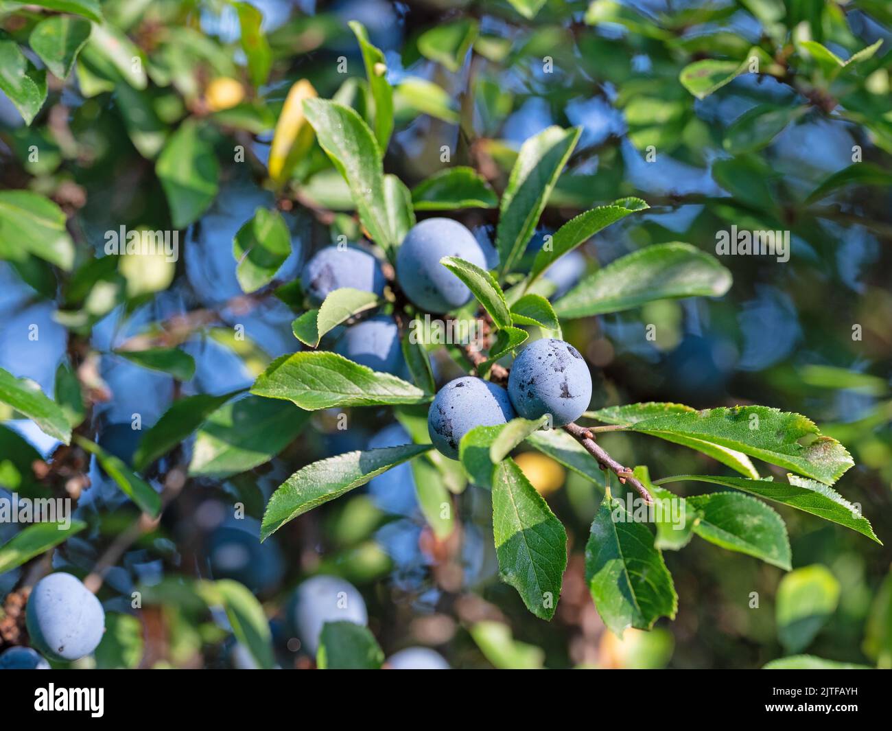 Ripe blackthorn fruits in a close-up Stock Photo