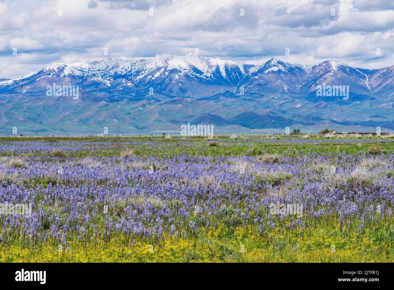 United States, Idaho, Fairfield, Camas lilies bloom in spring and Soldier Mountain in background Stock Photo