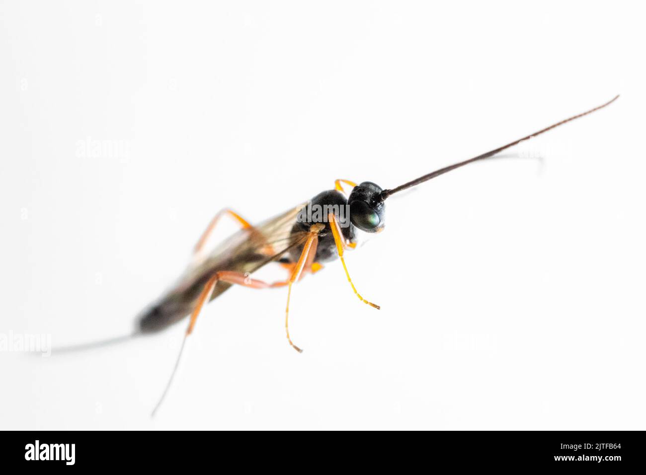 Ichneumon wasp, Campopleginae, after being rescued from the window and before being let outside, UK wildlife Stock Photo