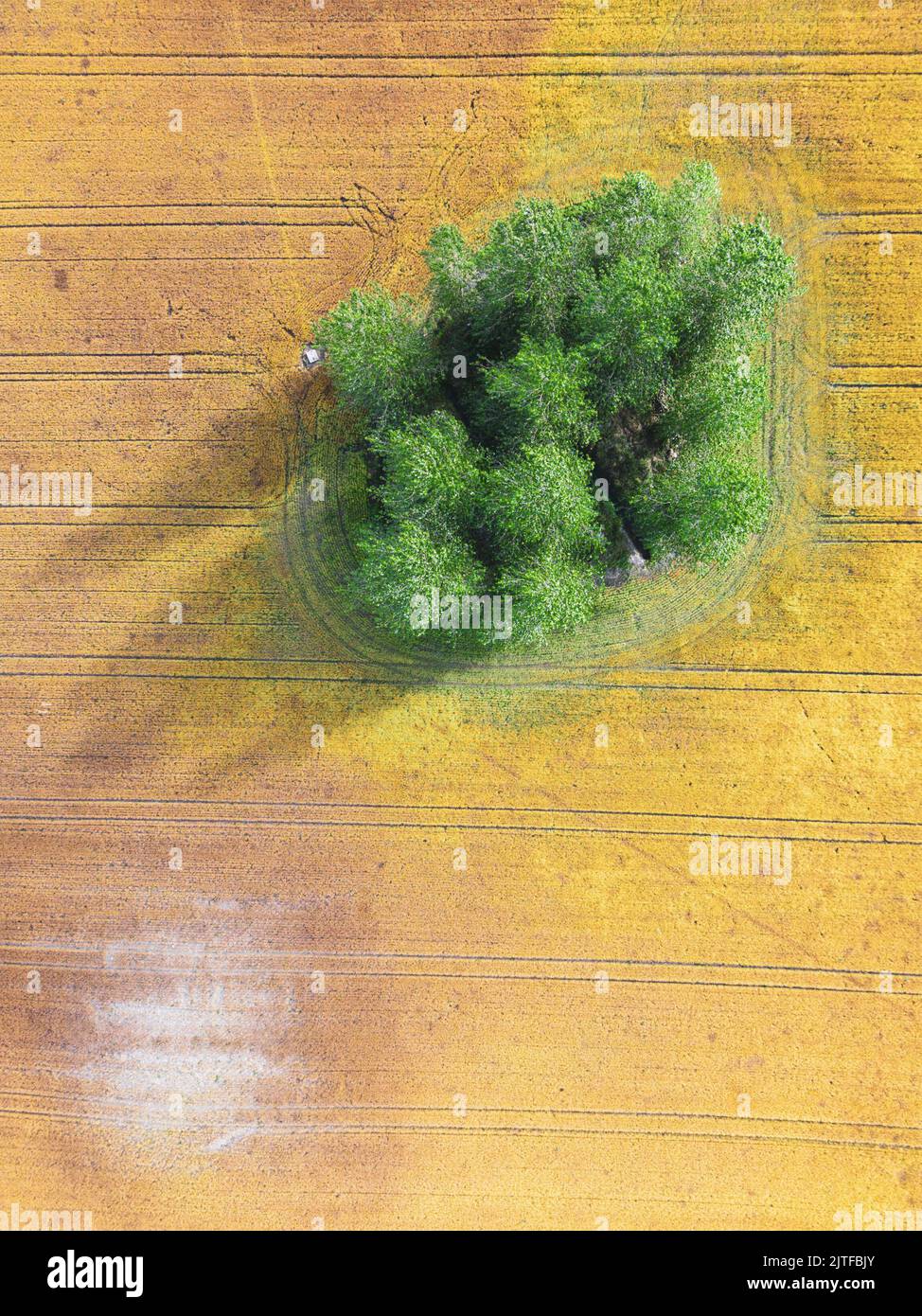 Aerial view of a single tree in an agricultural field full of wheat crop. Farmland used for growing crops viewed from above. Stock Photo