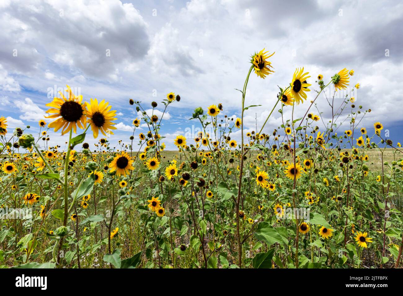 Panhandle, Texas, United States. Sunflowers in a field Stock Photo