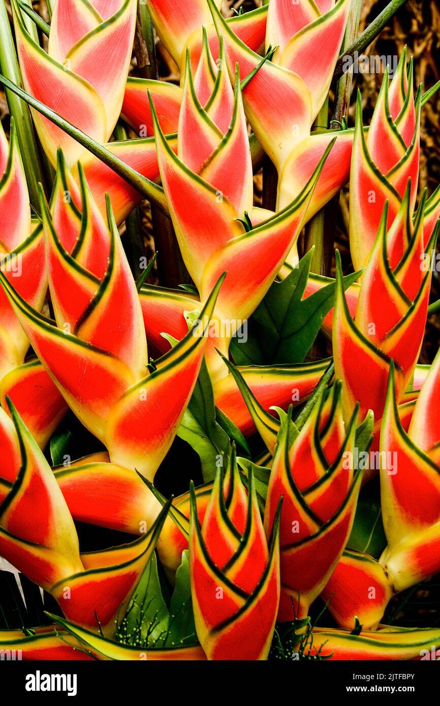 Ginger plant in bloom Stock Photo Alamy