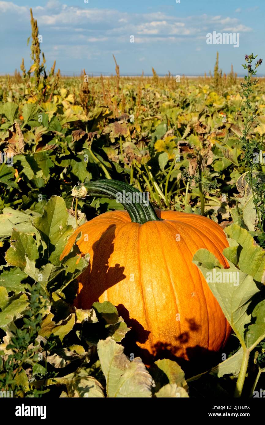 Estancia, New Mexico,  United States. .Fall pumkins on display at pumpkin farm Stock Photo