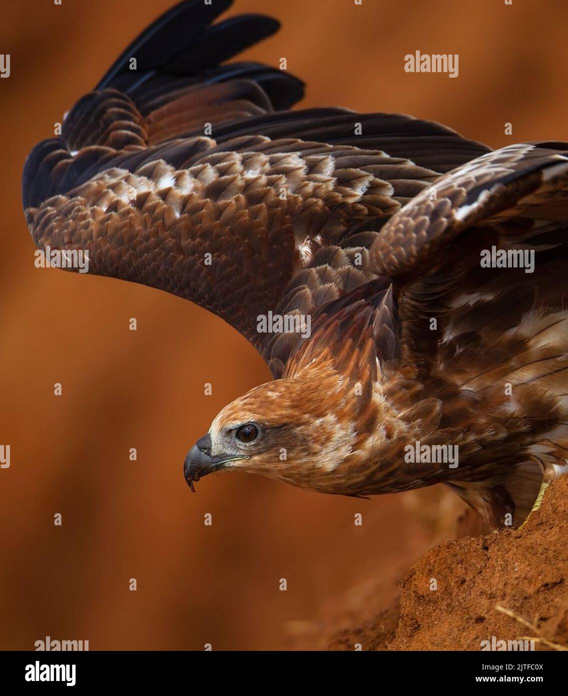A red tailed haw in the motion Stock Photo - Alamy