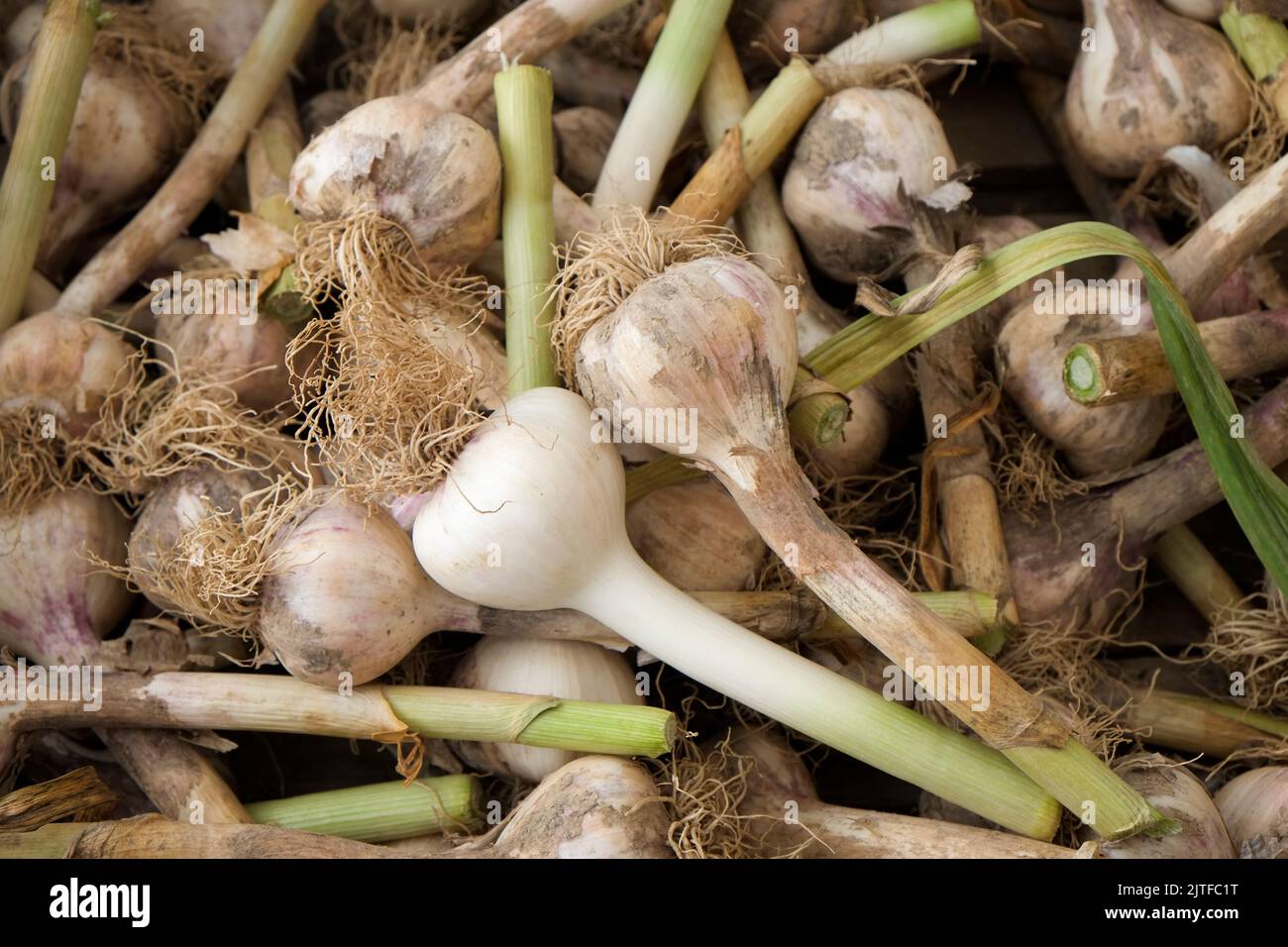 Fresh garlic at farmers market Stock Photo Alamy