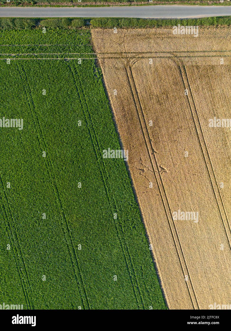 Aerial view of agricultural fields growing wheat crops ready for harvesting at harvest time. Crop farming in West Yorkshire. Stock Photo
